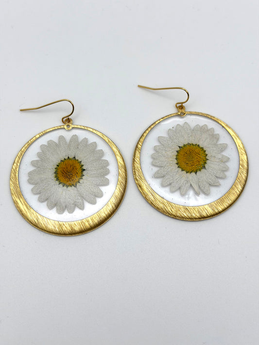 Daisies