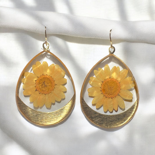 Orange Daisies
