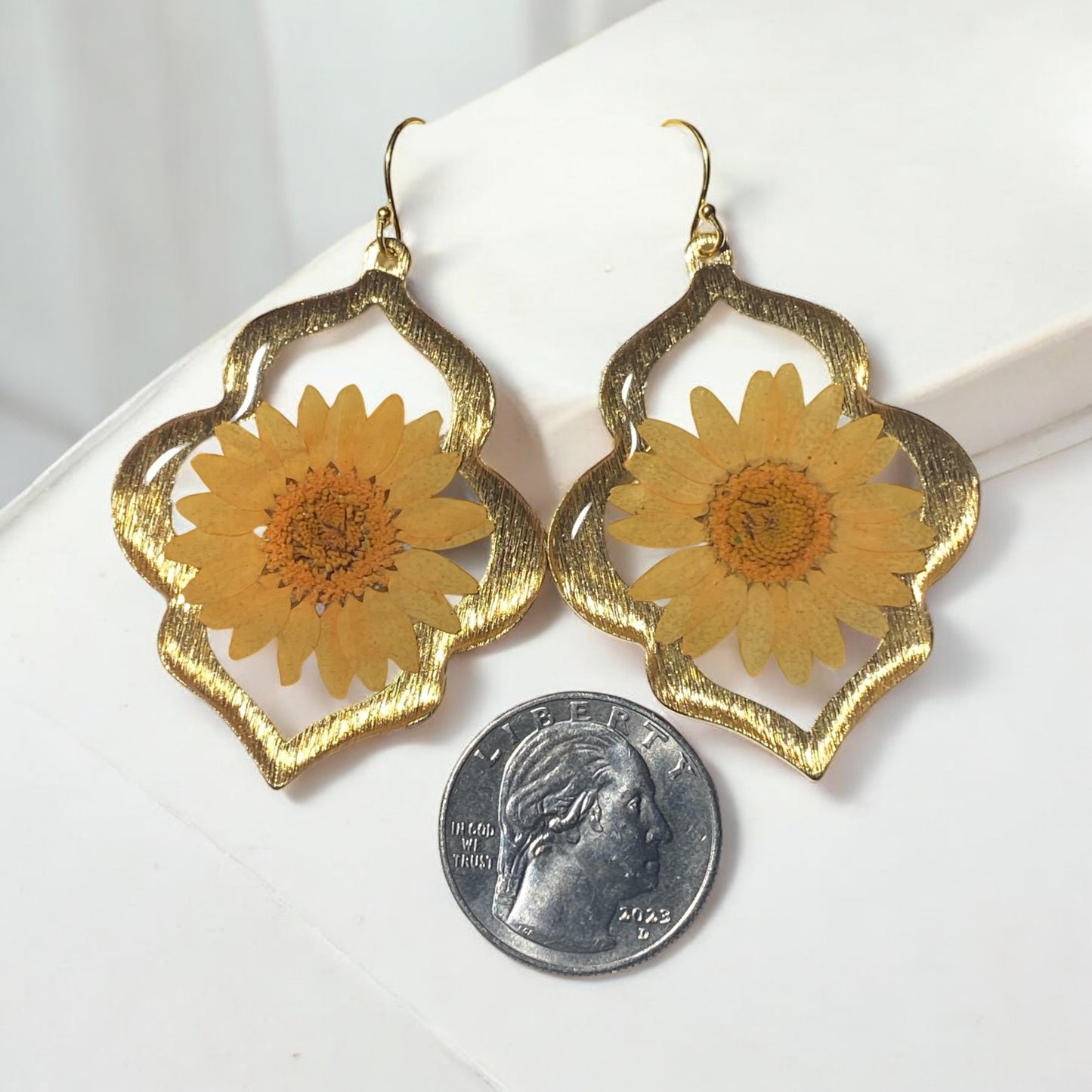 Orange Daisies