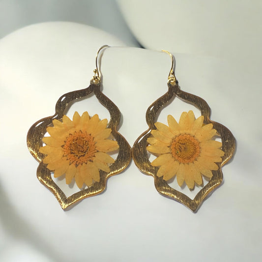Orange Daisies