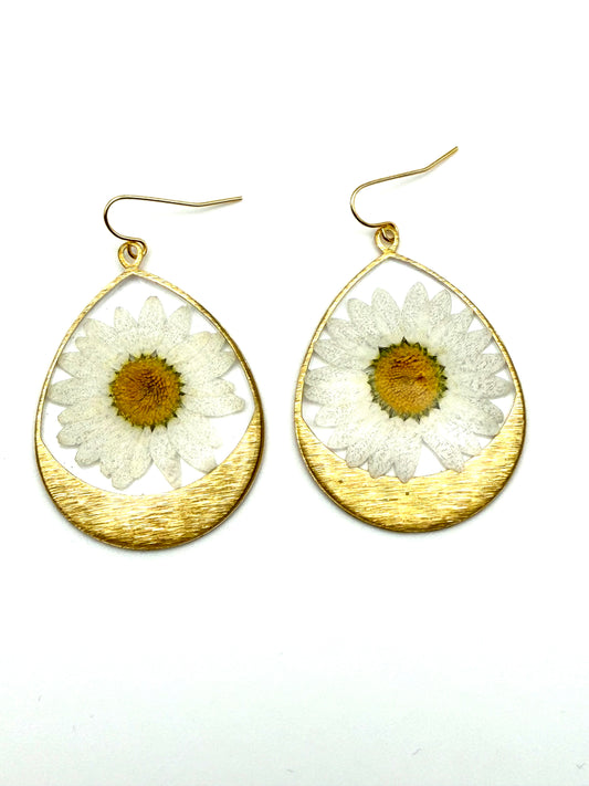Daisies