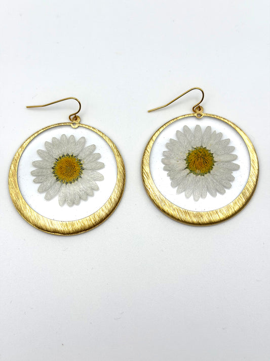 Daisies