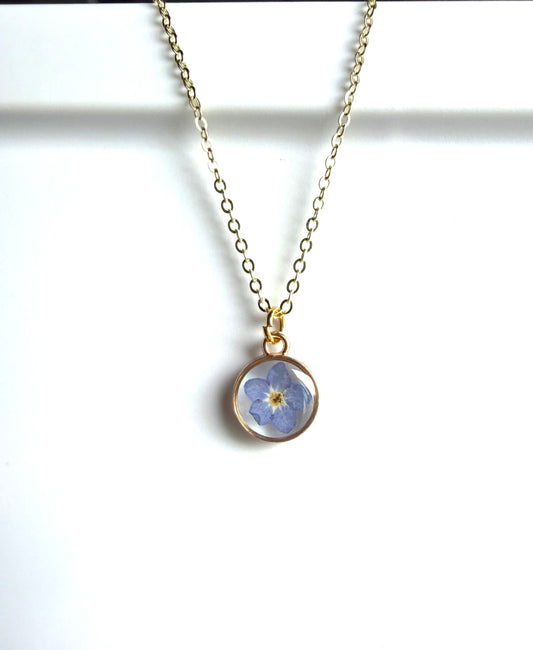 Single Forget-Me-Not